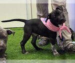 Small American Bulldog Mix
