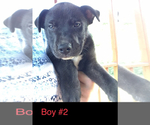 Small Photo #12 American Pit Bull Terrier-Siberian Husky Mix Puppy For Sale in FLINTSTONE, GA, USA