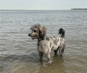 Father of the Boxer-Poodle (Standard) Mix puppies born on 06/01/2025