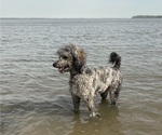 Small Photo #1 Boxer-Poodle (Standard) Mix Puppy For Sale in WEST POINT, VA, USA