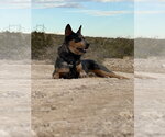 Small Photo #3 Australian Shepherd-Unknown Mix Puppy For Sale in Dallas, TX, USA