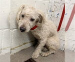 ROWAN - Male Maltese Dog for Adoption - Small photo