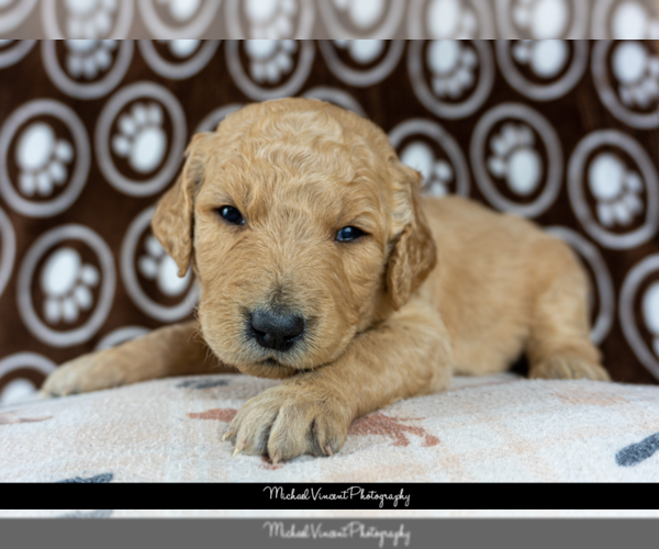 Medium Photo #9 Goldendoodle Puppy For Sale in ESCOHEAG, RI, USA