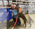 Small #3 American Pit Bull Terrier Mix