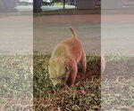 Small #1 Chihuahua Mix