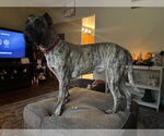 Small #7 Presa Canario