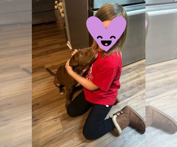 Medium Photo #3 American Pit Bull Terrier-Unknown Mix Puppy For Sale in Germantown, OH, USA