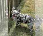 Puppy Zander AKC French Bulldog