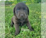 Puppy 2 Labrador Retriever