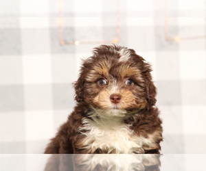Aussiedoodle Miniature Puppy for sale in MARIETTA, GA, USA