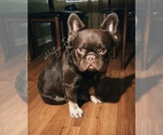 Small Photo #1 French Bulldog Puppy For Sale in QUEEN CREEK, AZ, USA