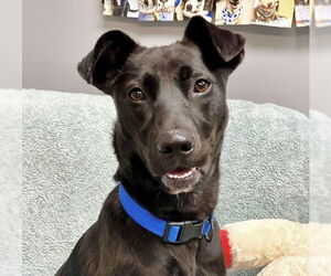 Mutt Dogs for adoption in Enfield, CT, USA