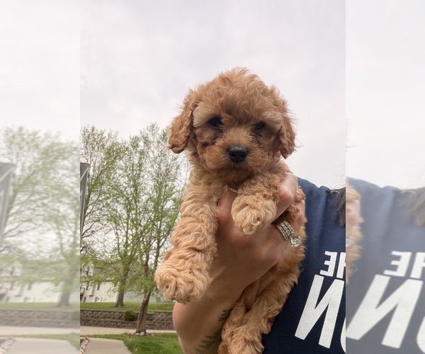 Medium Photo #15 Poodle (Toy) Puppy For Sale in EXCELSIOR SPRINGS, MO, USA