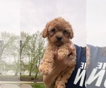 Small Photo #15 Poodle (Toy) Puppy For Sale in EXCELSIOR SPRINGS, MO, USA