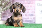 Small Dachshund