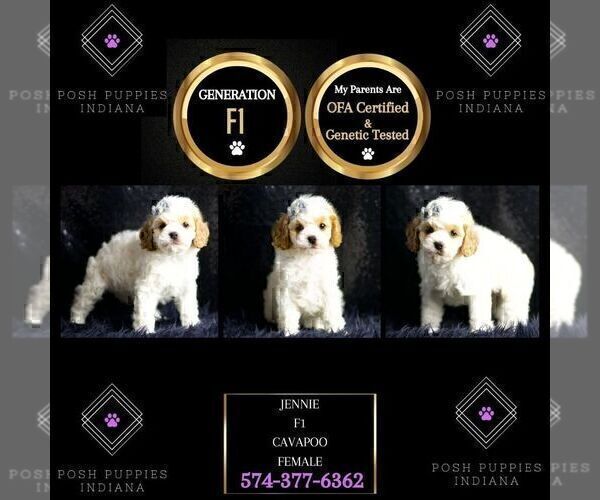 Medium Photo #2 Cavapoo Puppy For Sale in WARSAW, IN, USA