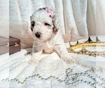 Small Photo #53 Goldendoodle (Miniature) Puppy For Sale in GASTONIA, NC, USA