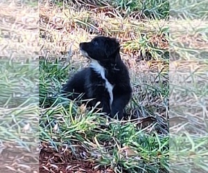 Australian Shepherd Puppy for sale in FORSYTH, GA, USA