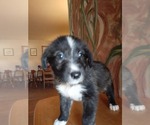 Puppy 3 German Shepherd Dog-Old English Sheepdog Mix