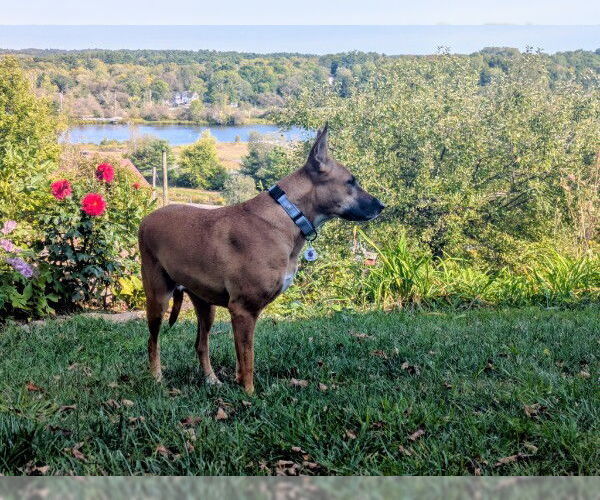 Medium Photo #3 Black Mouth Cur-Unknown Mix Puppy For Sale in Sebec, ME, USA