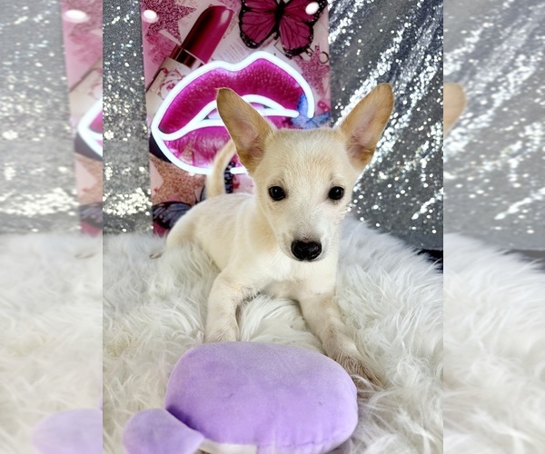 Medium Photo #6 Rat-Cha Puppy For Sale in INDIANAPOLIS, IN, USA