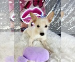 Scrappy - Male Rat-Cha Puppy for Sale - Photo #6