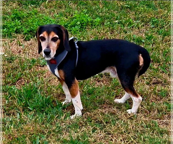 Medium Photo #1 Beagle Puppy For Sale in Tampa, FL, USA