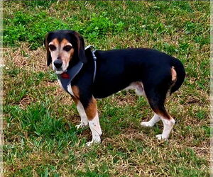 Beagle Dogs for adoption in Tampa, FL, USA