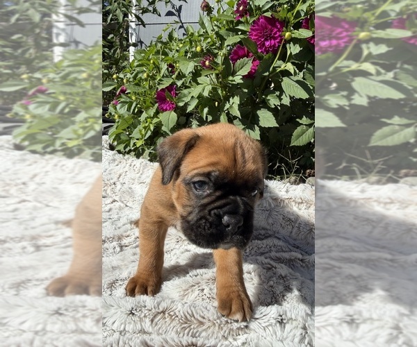 Medium Photo #1 Boxer Puppy For Sale in JOHNSON, NE, USA