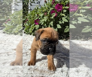 Boxer Puppy for sale in JOHNSON, NE, USA