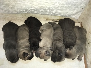 Cane Corso Puppy for sale in PORT EWEN, NY, USA