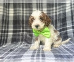 Small #2 Cavapoo