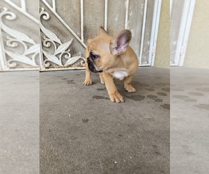 French Bulldog Puppy for sale in SOLANA BEACH, CA, USA