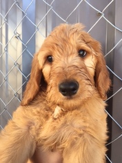 Goldendoodle Puppy for sale in CANYON, TX, USA