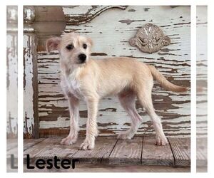 Cairn Terrier-Unknown Mix Dogs for adoption in Carrollton, TX, USA