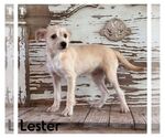 Small Cairn Terrier Mix