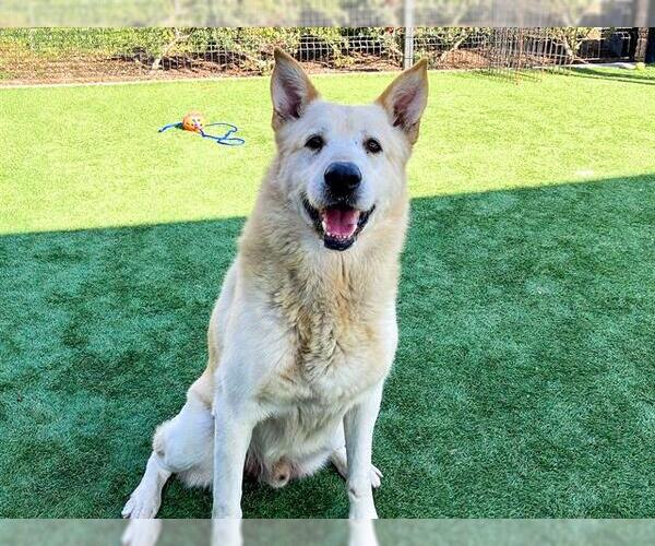 Medium Photo #2 German Shepherd Dog-Unknown Mix Puppy For Sale in Orange, CA, USA