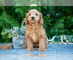 Small #1 Cavapoo