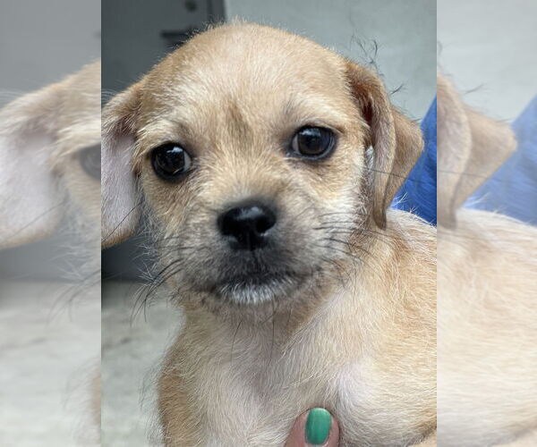 Medium Photo #1 Pug-Shih Tzu Mix Puppy For Sale in San Diego, CA, USA