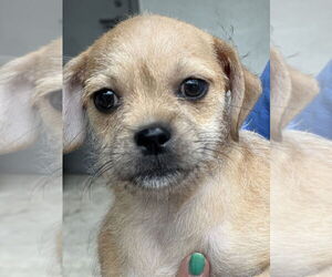 Pug-Shih Tzu Mix Dogs for adoption in San Diego, CA, USA
