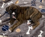 Puppy 4 Boxer