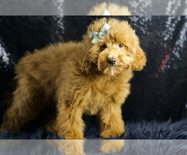 Medium Photo #3 Maltipoo Puppy For Sale in WARSAW, IN, USA