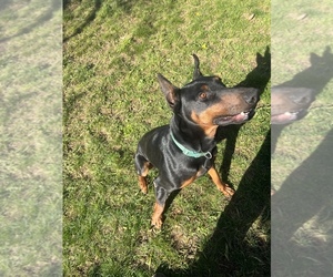 Father of the Doberman Pinscher puppies born on 12/17/2019