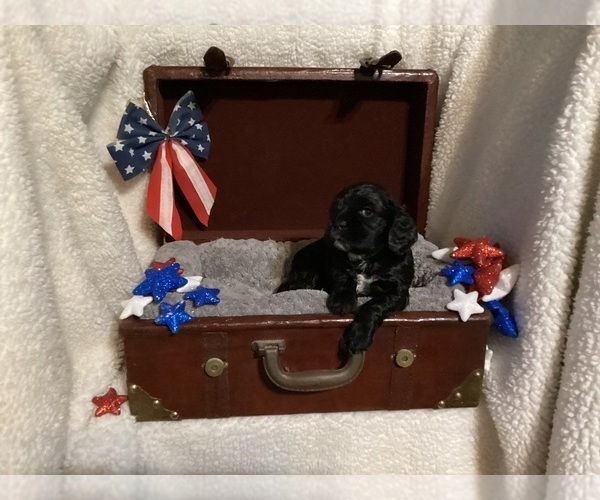 Medium Photo #1 Cocker Spaniel Puppy For Sale in CADDO, OK, USA