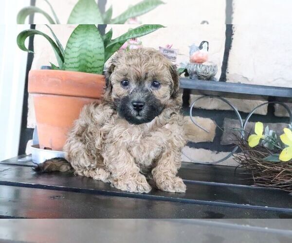 Medium Photo #3 ShihPoo Puppy For Sale in CANTON, OH, USA