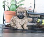 Small #2 ShihPoo