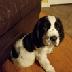 Puppy 6 English Springer Spaniel