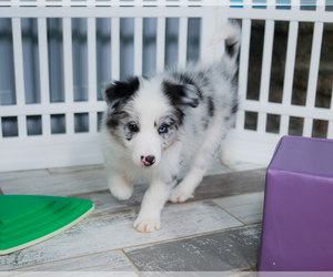 Border Collie Puppy for sale in WITTMANN, AZ, USA