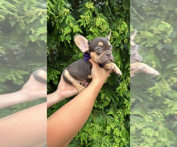 Medium Photo #2 French Bulldog Puppy For Sale in BROOKLYN, NY, USA