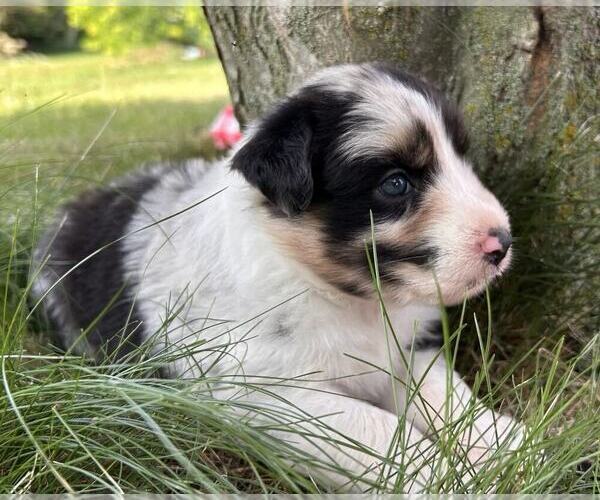 Medium Photo #7 Australian Shepherd Puppy For Sale in JEROMESVILLE, OH, USA